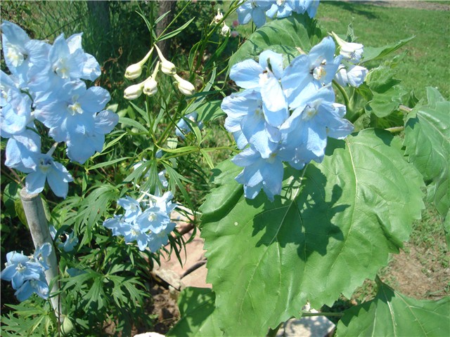 kokotić